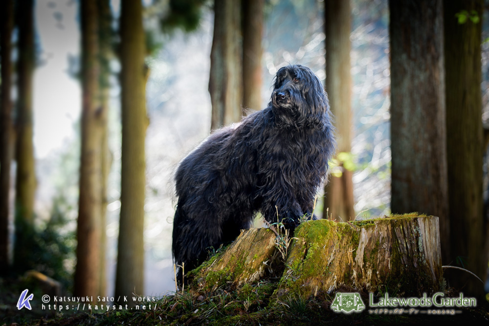 Australian Labradoodle