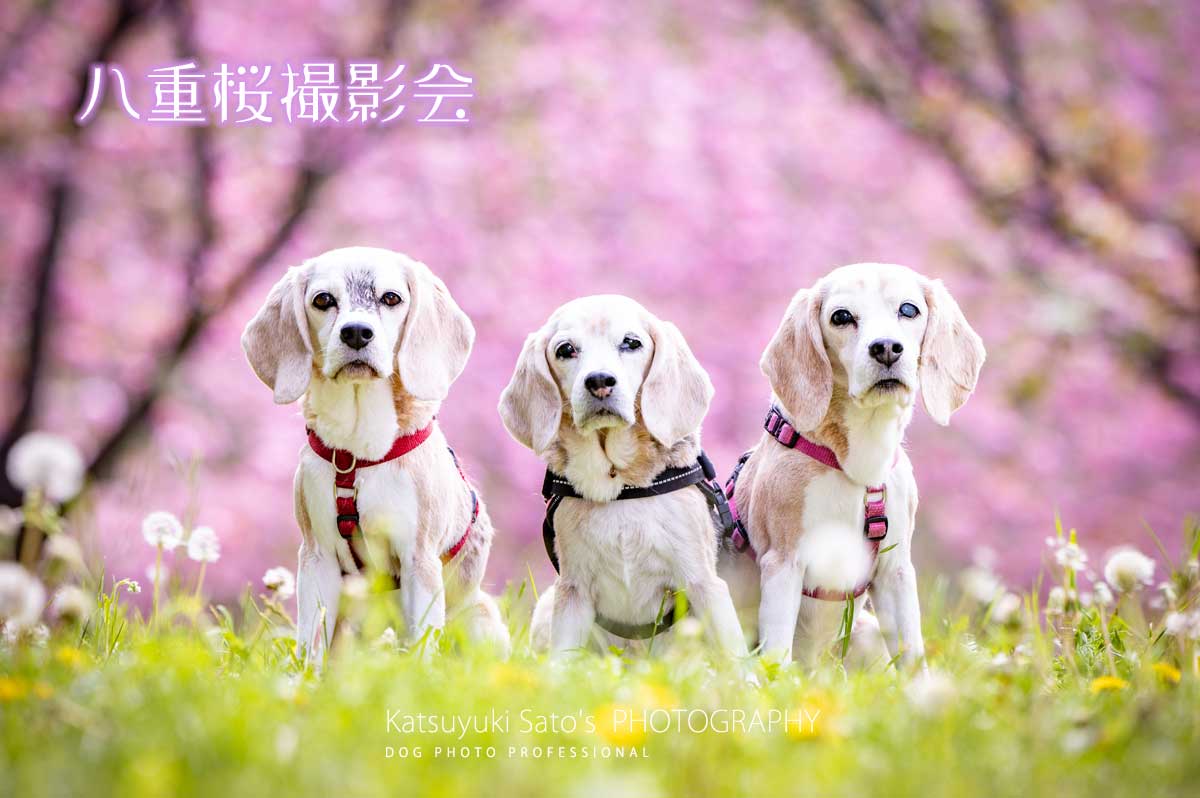 八重桜撮影会