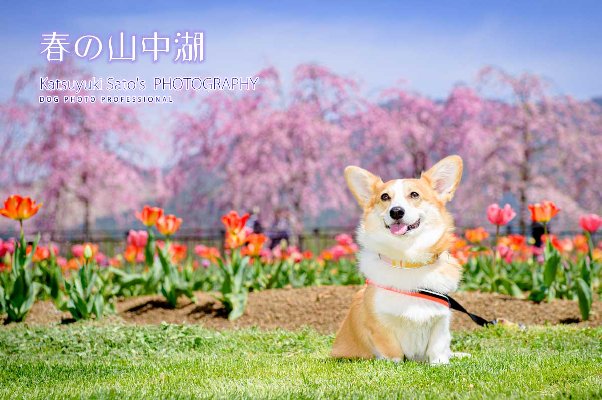 春の山中湖