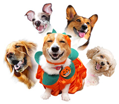 笑顔の犬たち (C) 佐藤克之