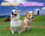 pC&peach